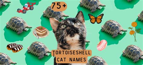 Tortoiseshell Cat Names – 75 Ideas for Your Tortie