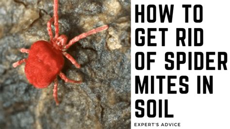 How To Get Rid Of Spider Mites In Soil - Expert's Advice | Garden Synthesis