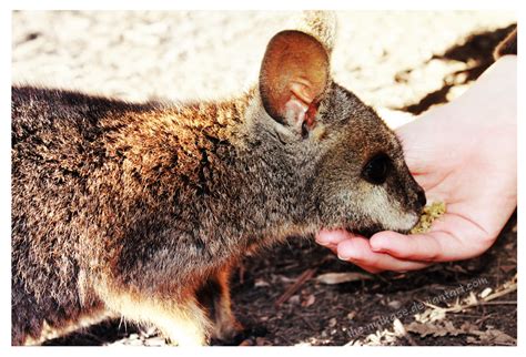 Baby Wallaby by NutkaseCreates on DeviantArt