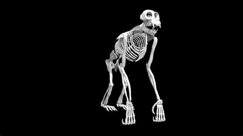 Chimpanzee skeleton 3d model Low Poly AR - Team 3d Yard