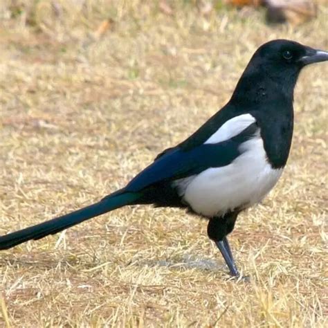 Oriental magpie - Facts, Diet, Habitat & Pictures on Animalia.bio