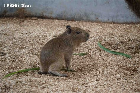 Taipei Zoo-Zoo News-Enticing nervous capybaras on to the scales proves ...