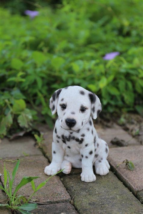 Dalmatian Puppy #puppiesforsale | Cute animals, Baby animals pictures ...