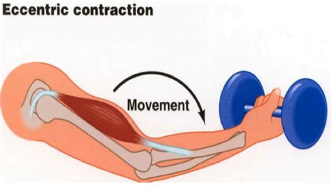 What is Eccentric Contraction