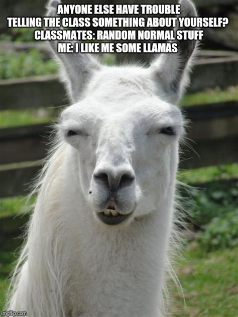 Llama glare - Imgflip