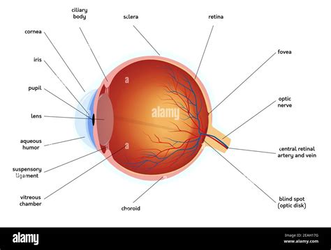 Human eye anatomy diagram, medical educational cross section ...