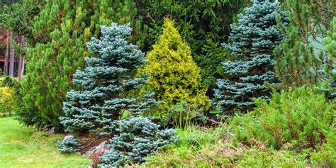 5 Reasons to Plant More Evergreens | Platt Hill Nursery | Blog & Advice