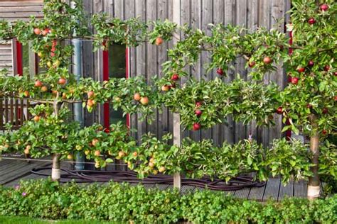 How To Create A Garden Orchard With Only Five Fruit Trees.