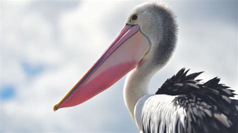 Pelican Symbolism, Spirit, Totem & Power Animal