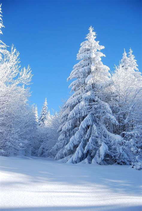 2020 Blue Sky Thick Snow Covered Trees Forest Photo Background Outdoor ...