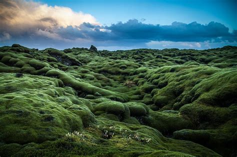 The Mossy Lava Fields of Iceland | Amusing Planet