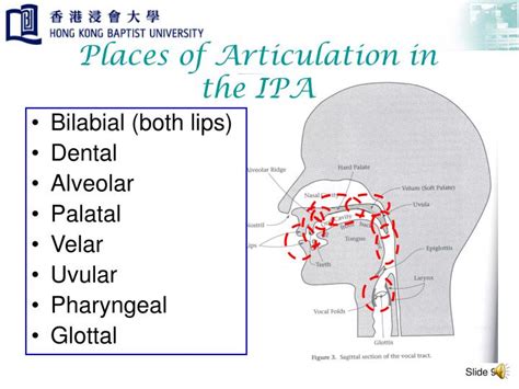 PPT - Place of Articulation PowerPoint Presentation - ID:4923201