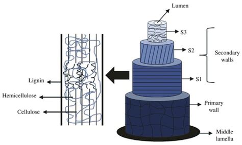 Technical Properties of Cotton Fiber - Textile Learner