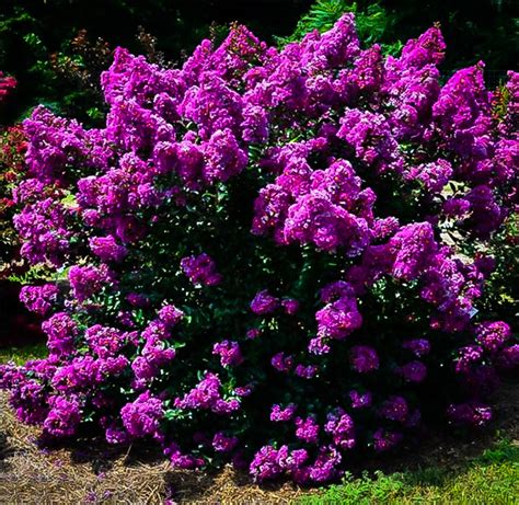 Purple Magic Crape Myrtle | The Tree Center™