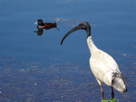 Lake Monger - West Leederville - West Leederville, WA | Lake, Places of interest, Perth australia