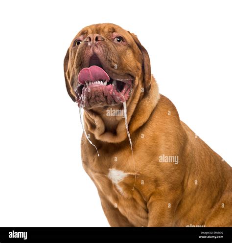 Dog drool white background hi-res stock photography and images - Alamy