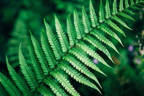 From Dark Emerald Green in Wallpaper Wizard — HD Desktop Background With green leaves and flower