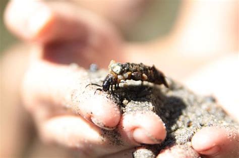 Mastering Caddisfly Larvae Identification: Habitat Insights Included