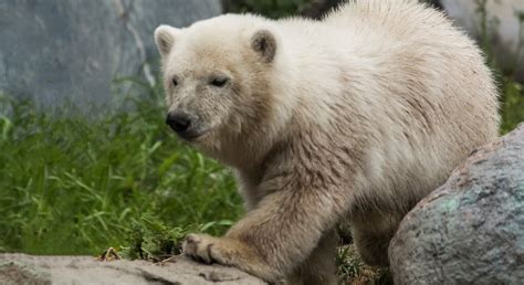 Pizzly bears exist — and they're more common than you might think ...