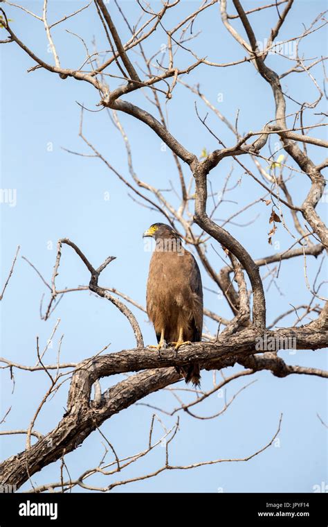 Crested Serpent Eagle on a branch - Satpura India Stock Photo - Alamy