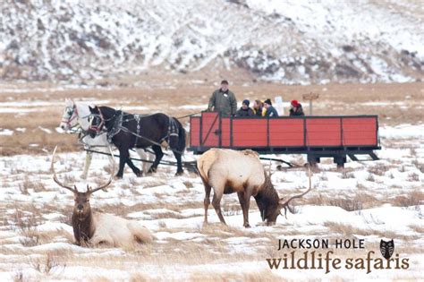 Wildlife in Jackson Hole | National elk refuge, Wildlife safari, Teton ...