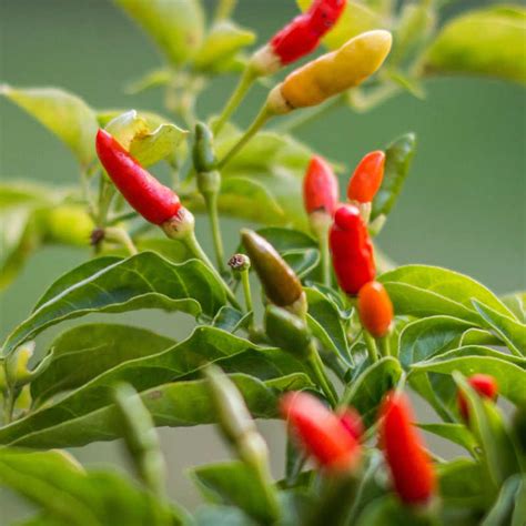 Seeds of Bird’s Eye CHILI PEPPER - CAPSICUM FRUTESCENS - T.O.G