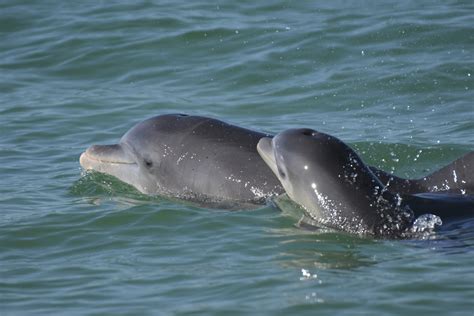 Recordings reveal dolphin mothers using baby talk to communicate with ...