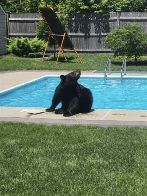 Black bear revisits Hingham, enjoying a dip in a swimming pool - Hingham Anchor