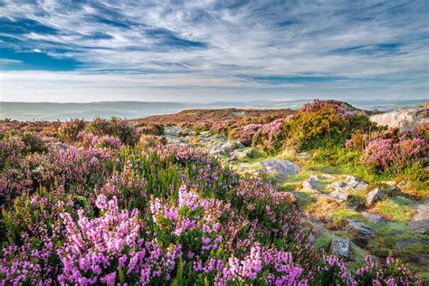 Is 75% of the world’s heather moorland in the UK? – What the Science Says