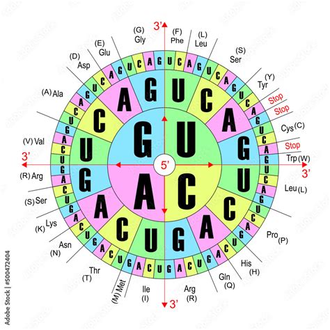 RNA Codons Chart For Amino Acids Sequences. The Genetic Codon Circle. Vector Illustratin ...