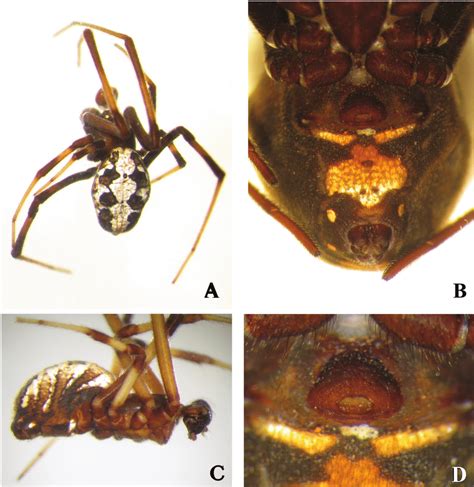 Latrodectus mirabilis. A. Male, dorsal view. B. Female abdomen, ventral ...