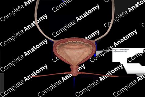 Trigone of Bladder | Complete Anatomy