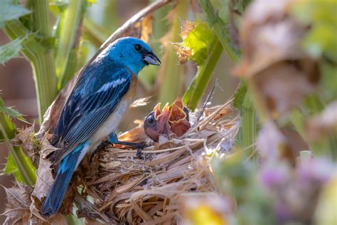 Lazuli Bunting Nest | Eric Zhou | Flickr