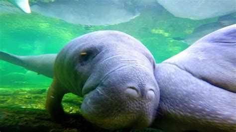 “Christmas Manatees at Blue Springs State Park, Florida” – Deeply Rooted in Love