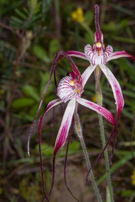 Western Australian Native Orchids — Jak and Corinne