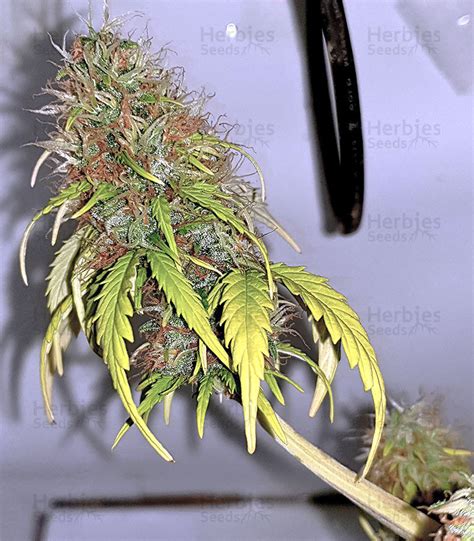 White Widow feminized seeds for sale by Seedstockers - Herbies