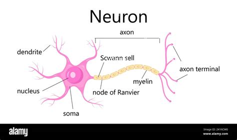 Neuron concept vector. Dendrite, axon, soma of neuron. Nerve anatomy illustration Stock Vector ...