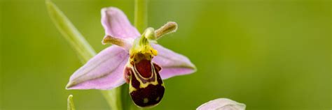 Bee Orchid - Surrey Hills National Landscape