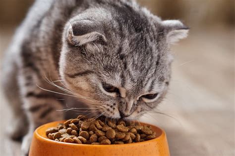 The cat eats dry food. stock image. Image of feline - 118768539