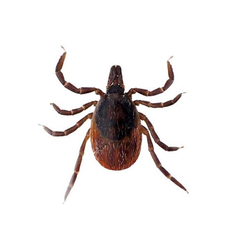 Blacklegged Tick Identification, Habits & Behavior | Florida Pest Control