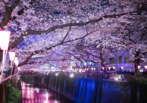 5 Best Cherry Blossom Festivals in Tokyo 2019 – Japan Travel Guide -JW Web Magazine