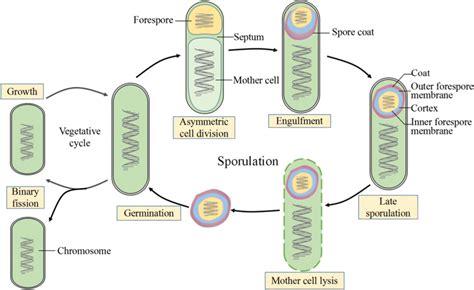 The Sporulation And Germination Cycle In B Subtilis Adapted From | My XXX Hot Girl