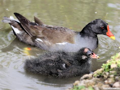 Coot and Moorhen Identification - difference between Coot and Moorhen - Wildfowl Photography ...