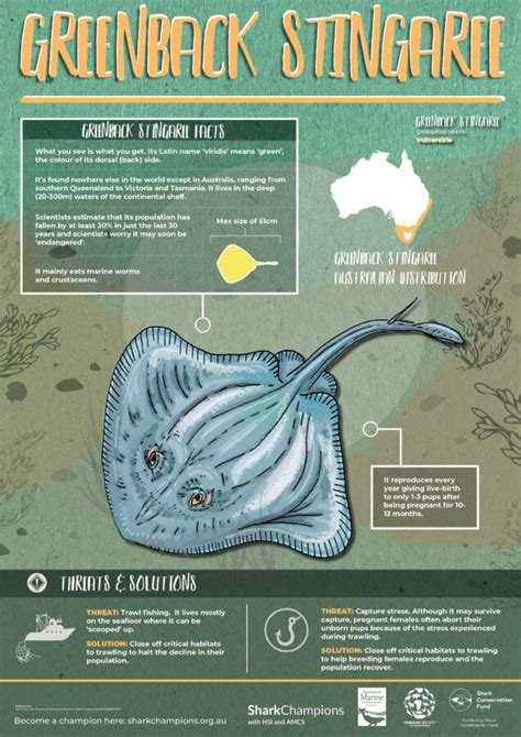 Shark Posters - Australian Marine Conservation Society