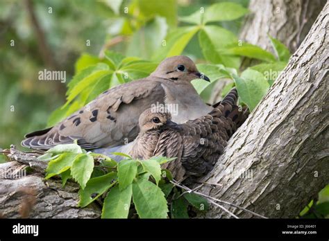 Mourning Dove nest with fledgling Stock Photo - Alamy