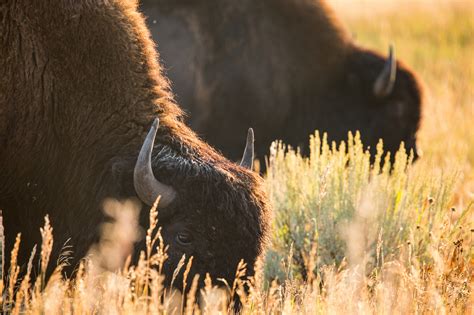 10 Insider Tips for Visiting Yellowstone