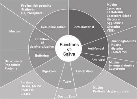 Functions of saliva. (Adapted from: Levine MJ, Am NY Acad Sci 1993;... | Download Scientific Diagram