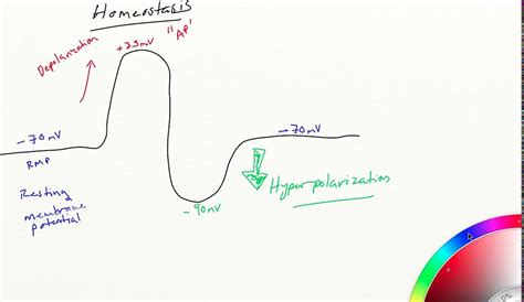 Depolarization, Repolarization, and hyper polarization - YouTube