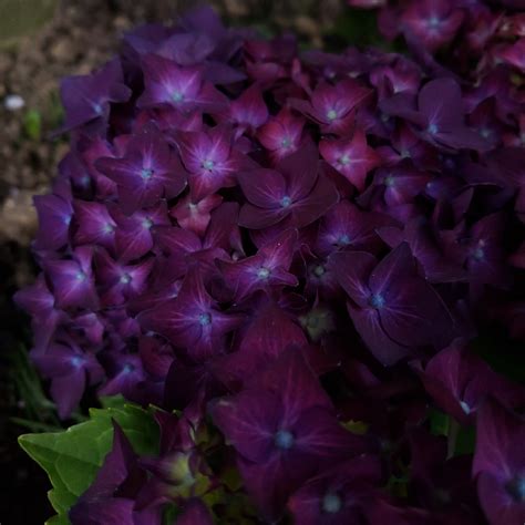 Hydrangea macrophylla 'Deep Purple'., Lacecap Hydrangea 'Deep Purple ...