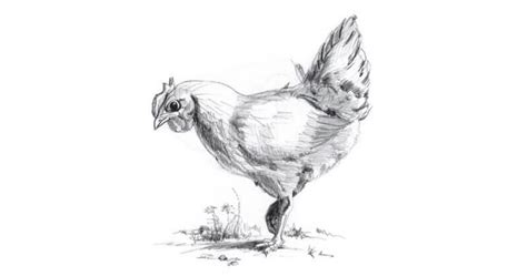 How to draw a chicken with a pencil step-by-step drawing tutorial.